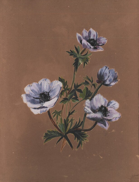 Anemoni, seconda metà XIX sec.